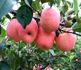 苹果苗品种